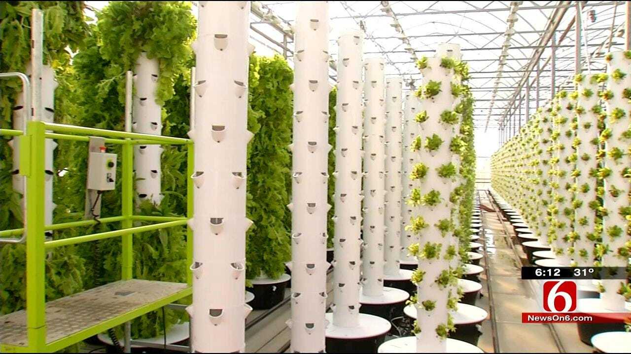 Green County Farmers Use New System To Grow Plants All Year