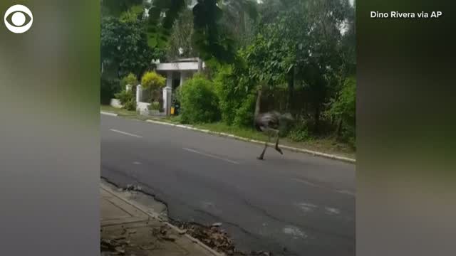 Watch: Ostrich Runs Loose In The Philippines