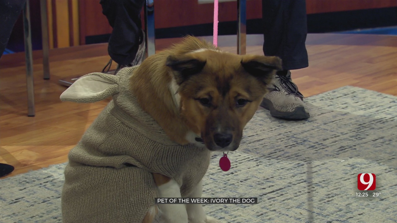 Pet Of The Week: Ivory The Dog
