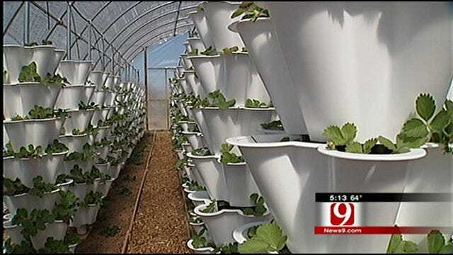 Urban Harvest Program Feeds Hungry Oklahomans, Teaches Gardening Tips