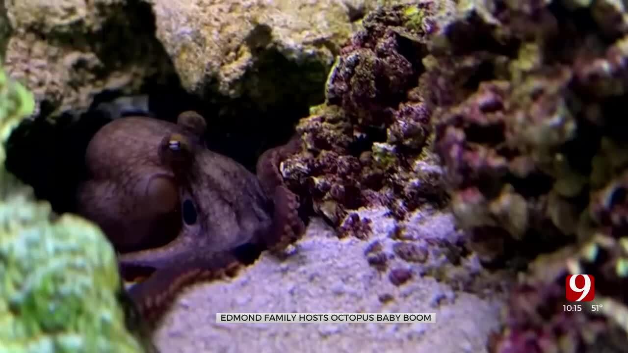 How Terrance The Octopus Strengthens An Edmond Family’s Bond
