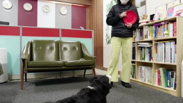 New Dog Collar Helps Owners Know How Pet Is Feeling