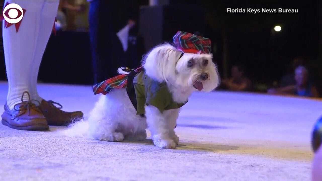 WATCH: Pets Get Into The Halloween Spirit With Costumes