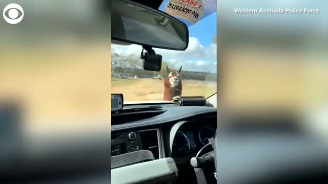 WATCH: Australia Police Officers Meet An Alpaca