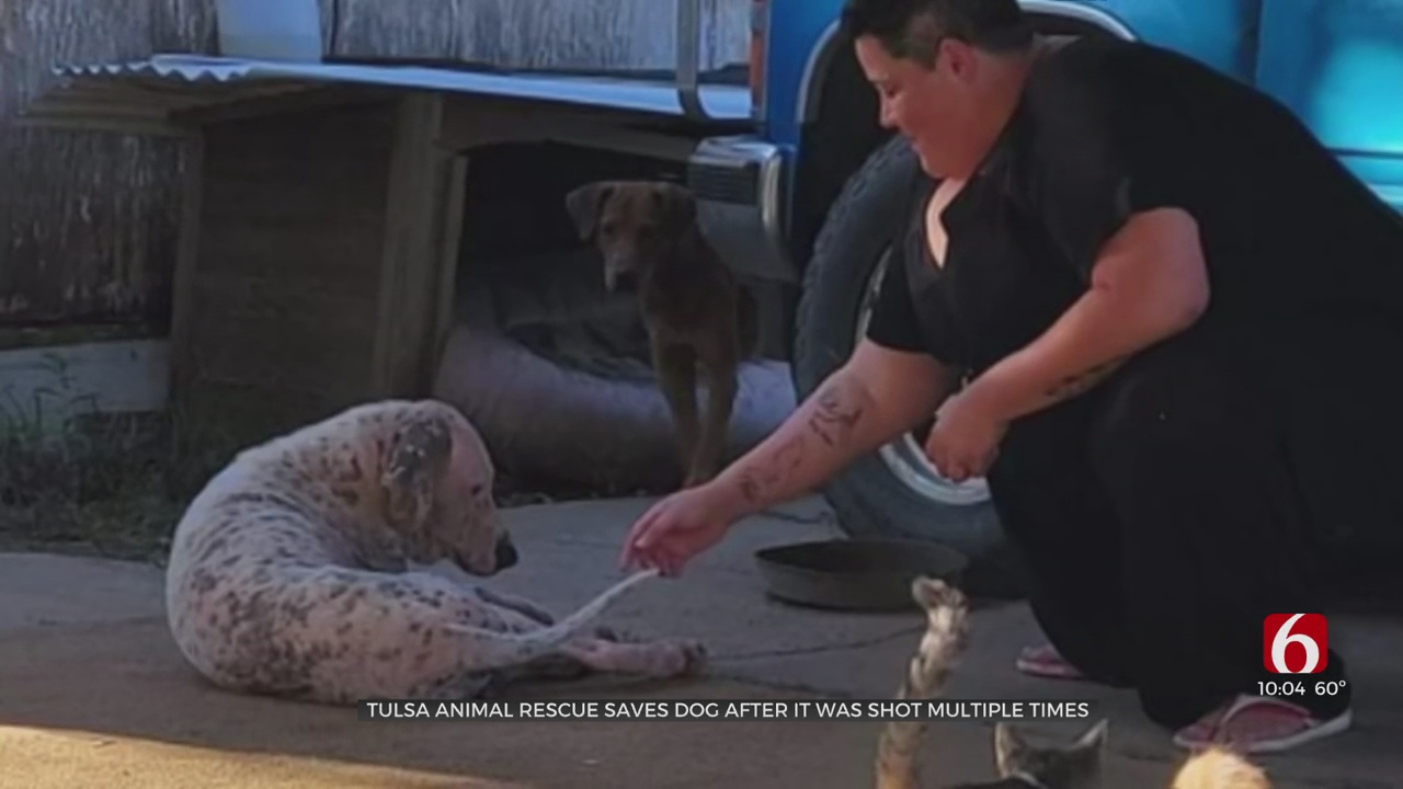 Tulsa Animal Rescue Saves Dog After It Was Shot Multiple Times