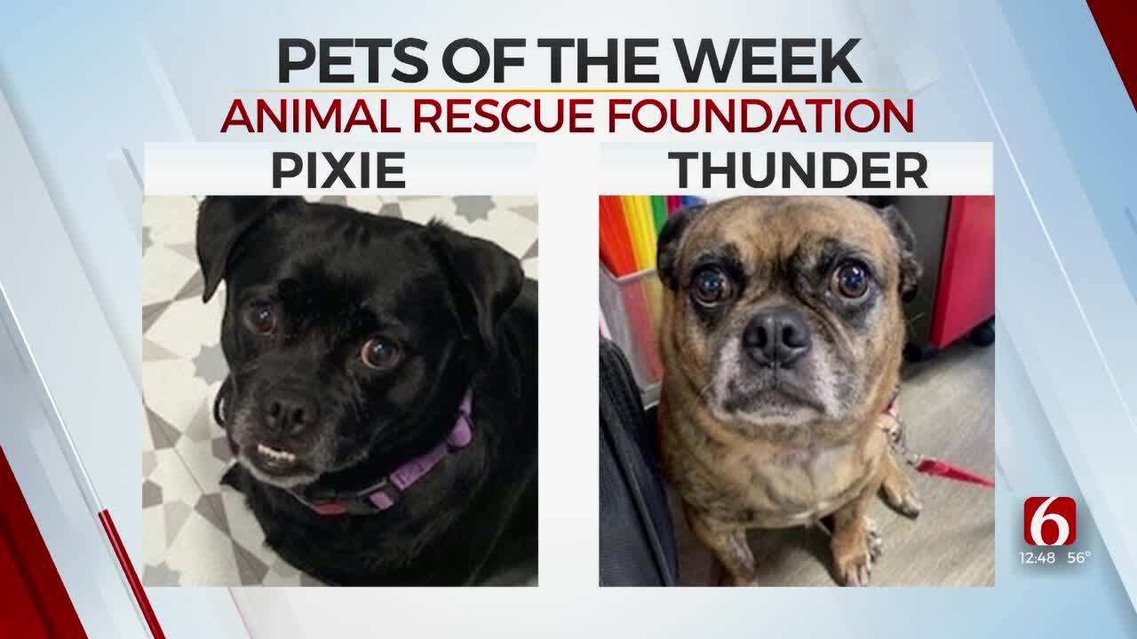 Pets of the Week: Pixie & Thunder the Pug Pair