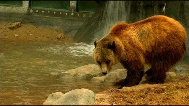 Wild Wednesday: Grizzly Bear