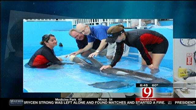 Oklahomans Help Famous Dolphin Swim Again