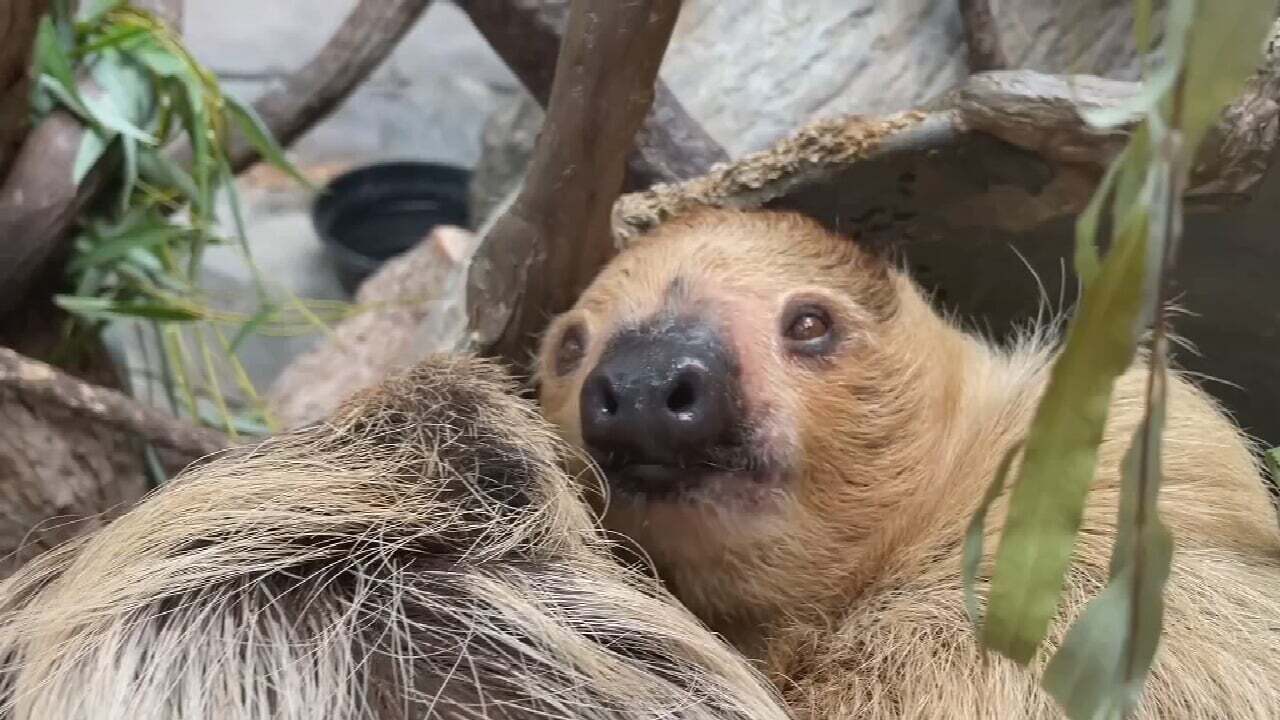 Wild Wednesday: International Sloth Day