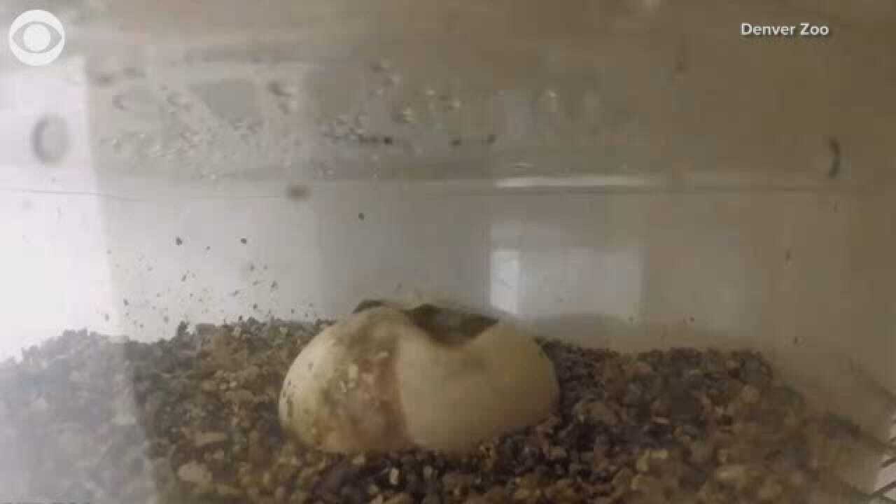 WATCH: Komodo Dragon Egg Hatches