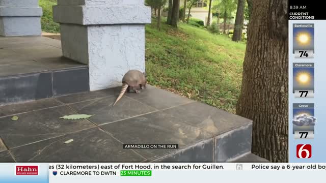 WATCH: Armadillo Visits News On 6's LeAnne Taylor At the Lake