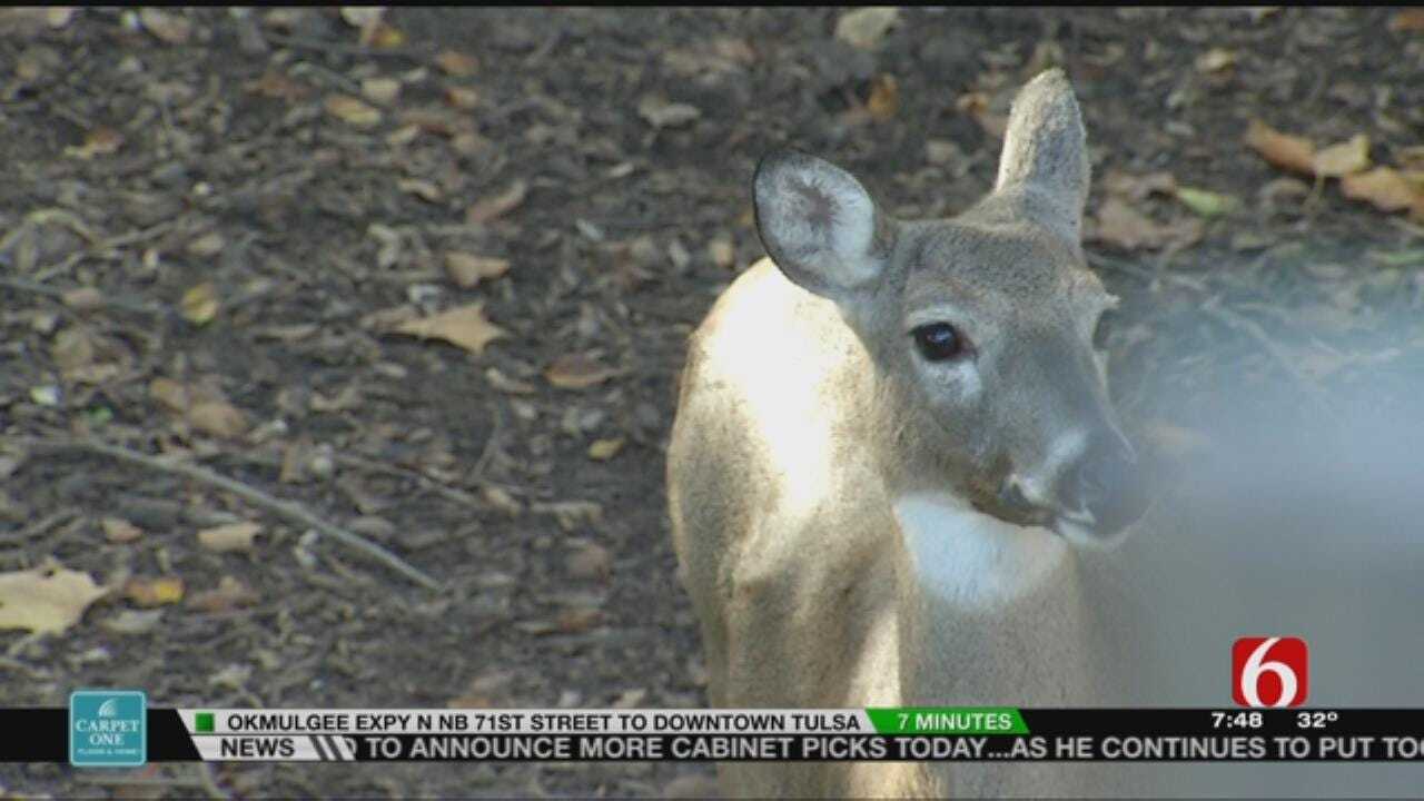 Wild Wednesday: Tulsa Zoo's White Tailed Deer