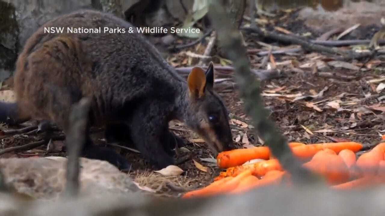 Australian Crews Drop Food To Save Wildlife Affected By Wildfires