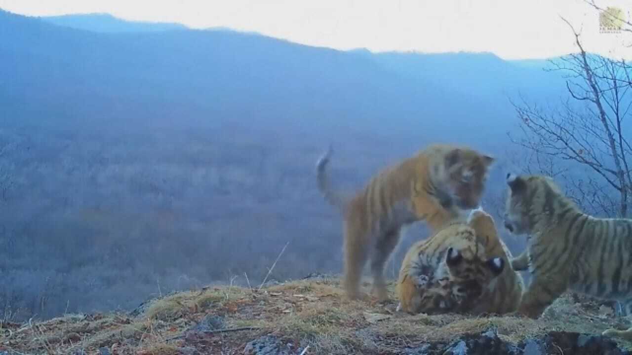 Rare Footage Shows Amur Tigers Playing