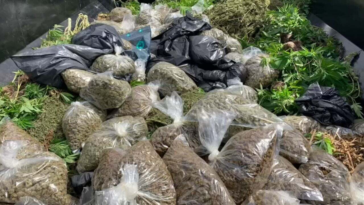 OBN Busts 4 Marijuana Growing Farms After Owners Tried To Make Illegal Sales