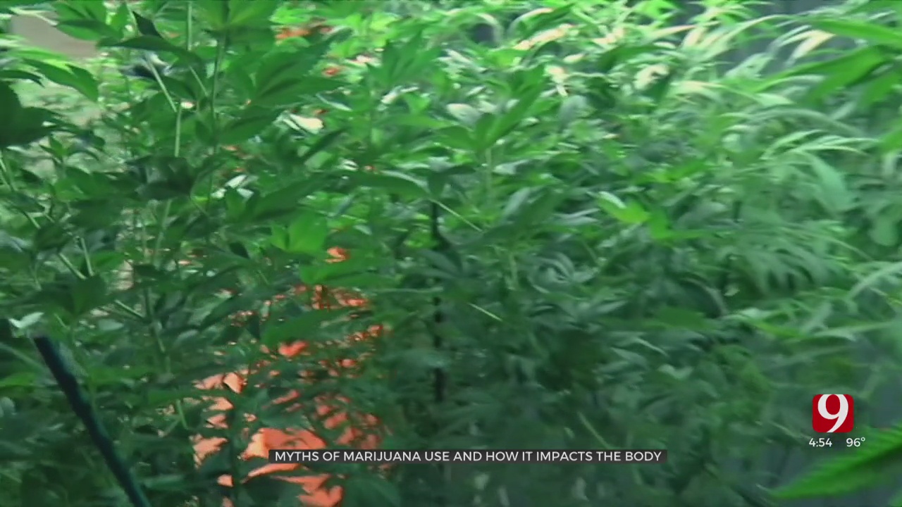 Medical Minute: Myths Of Marijuana Use & How It Impacts The Body