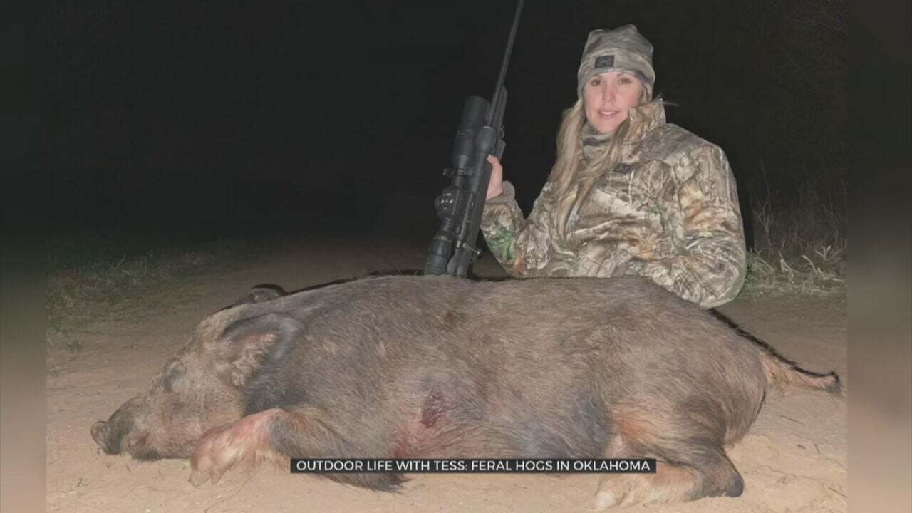 Outdoor Life With Tess Maune: Feral Hogs In Oklahoma 