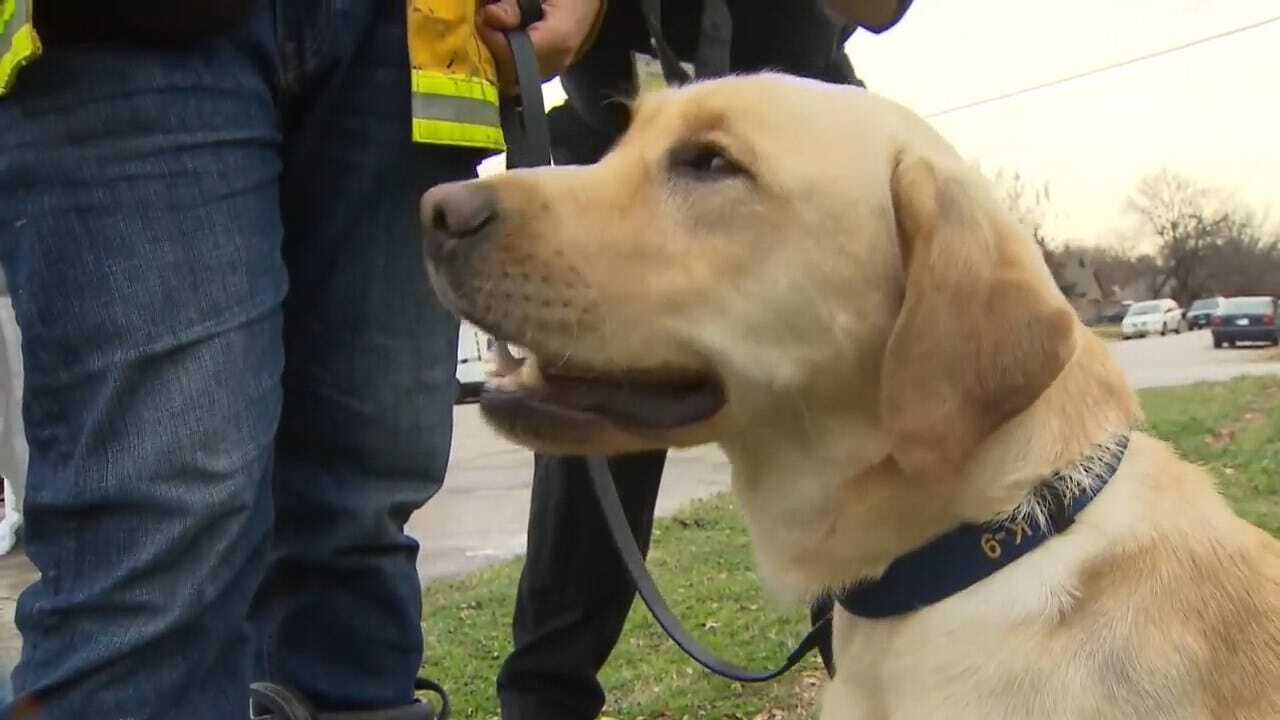 WATCH: 'Buzzy,' The Accelerant Sniffing Dog, During His First Day On The Job