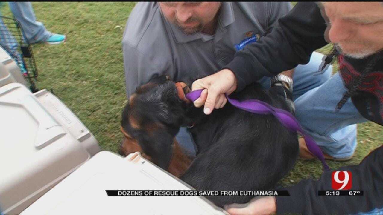 Dozens Of Rescue Dogs Saved From Euthanasia