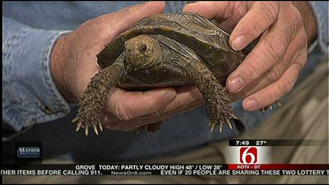Wild Wednesday - Tortoise Visits Six In The Morning Set