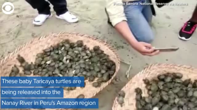 WATCH: Turtles Released Into The Wild 