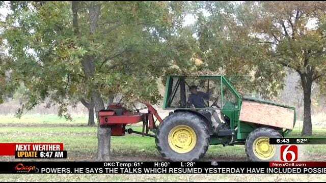 Fly The Coop: Harvesting Pecans