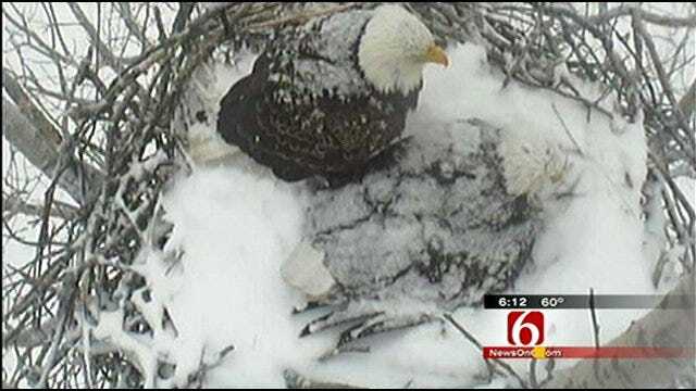 Oklahoma Bald Eagle Fledgling Tracked In Monitoring Program