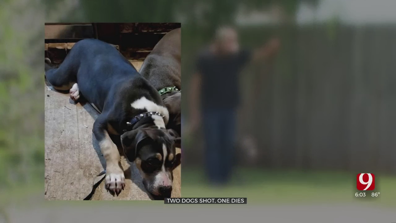 SW OKC Couple Pursues Animal Cruelty Case After 1 Dog Was Found Killed, Another Badly Injured