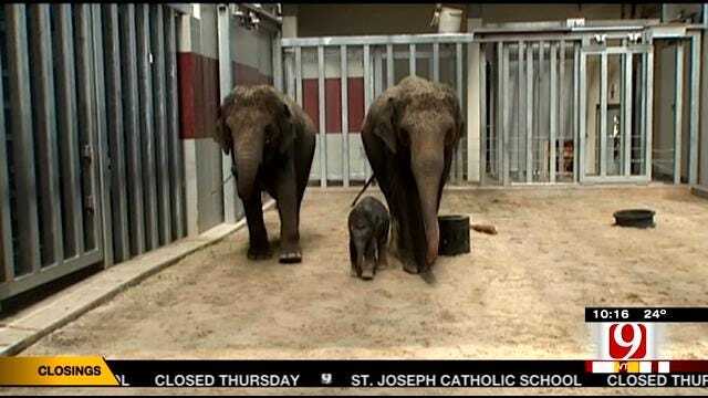 Despite Protests, Seattle To Send Two Elephants To OKC Zoo