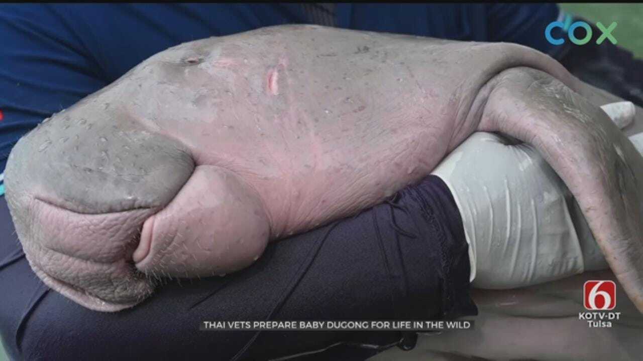 Baby Dugong Bonds With Human After Getting Lost Near Thailand
