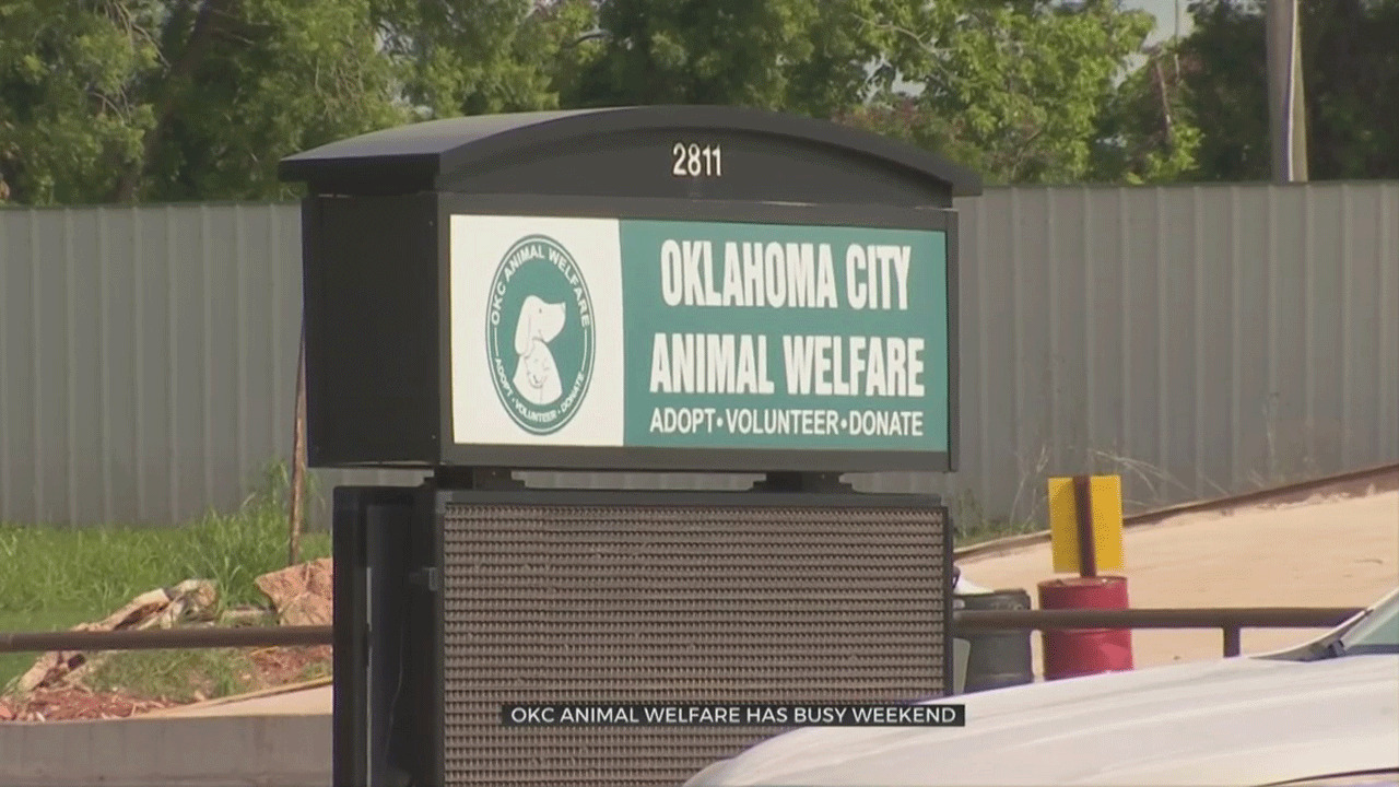 OKC Animal Welfare Sees Adoption Improvements Following Weekend Event