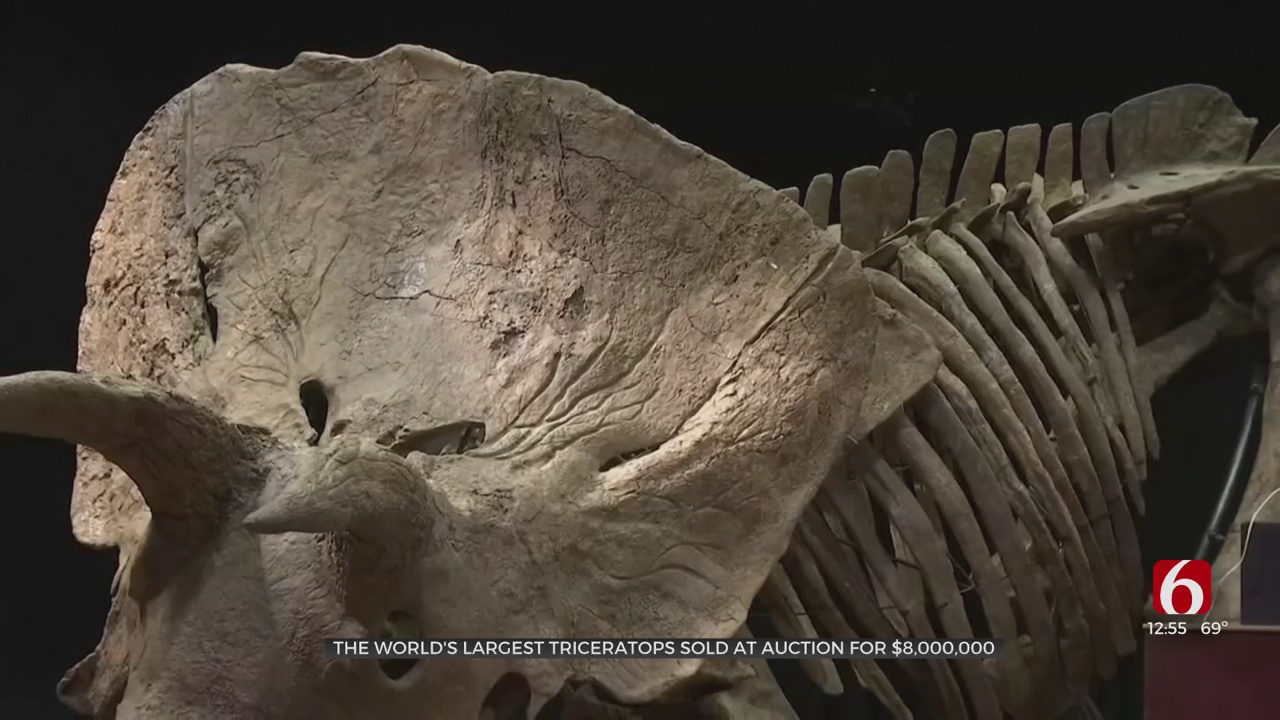 World's Largest Triceratops Sold At Auction For $8M