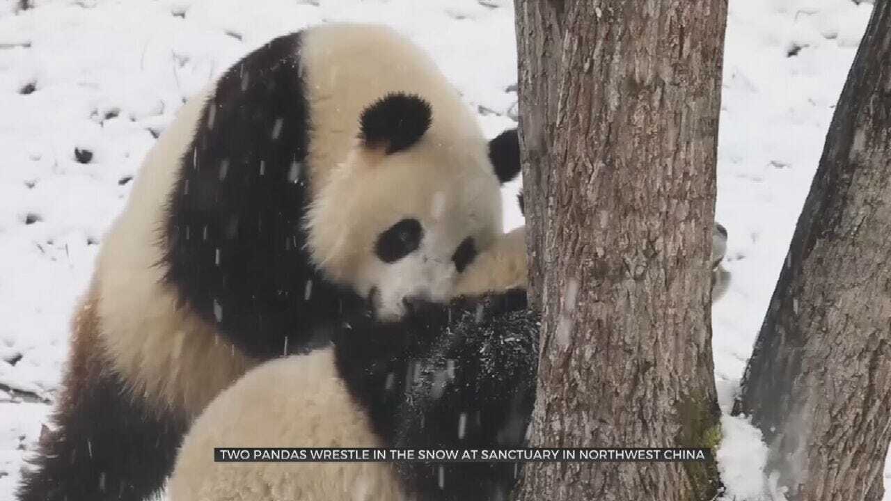 WATCH: Pandas Play In 1st Snowfall Of 2020