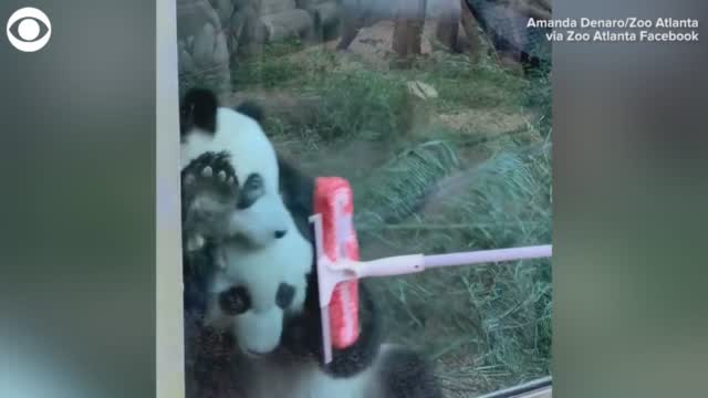 WATCH: Pandas Have Fun With A Squeegee