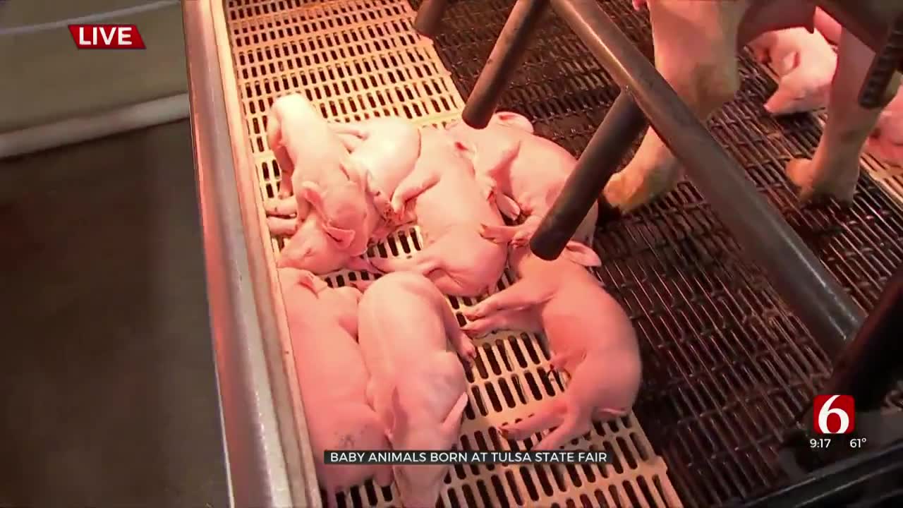 Watch: Baby Animals Born At The Tulsa State Fair 