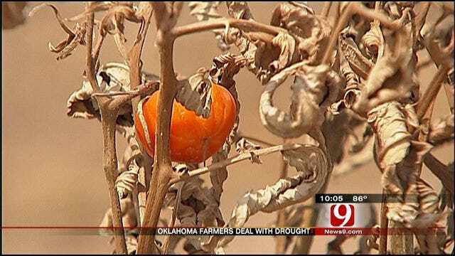 Farmers Learn To Live With Drought