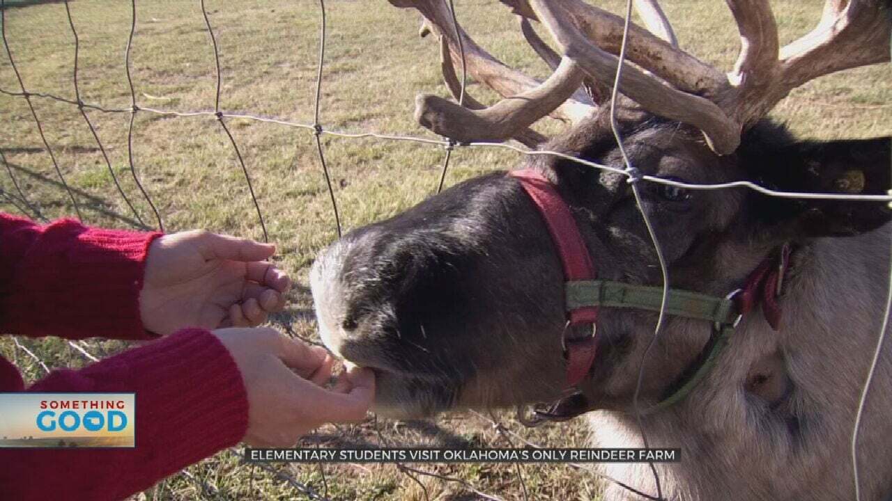 Oklahoma's Only Reindeer Farm Makes Christmastime More Magical