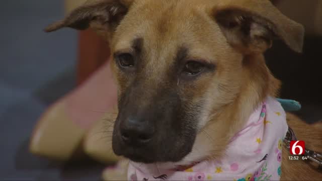 Pet Of The Week:Tosca