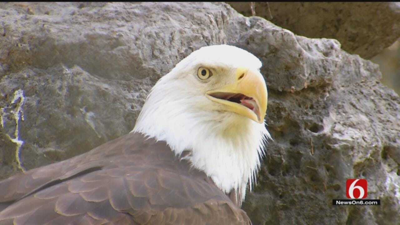 Bald Eagle Found On Downtown Street Taken To Tulsa Zoo
