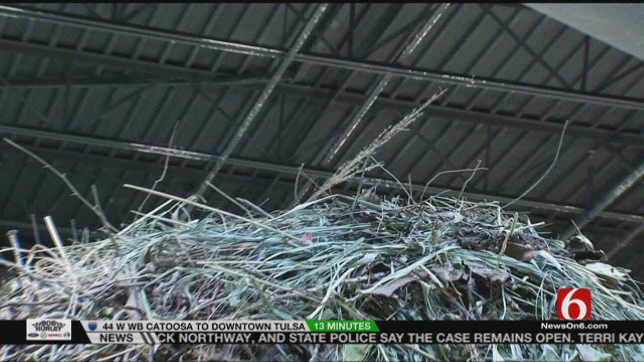 Wild Wednesday: Bird Building Enormous Nest At Tulsa Zoo