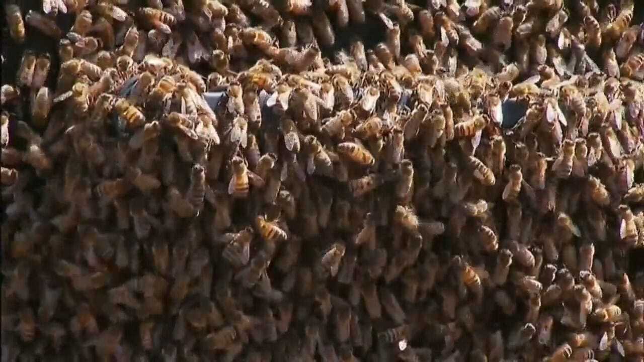 WATCH: Thousands Of Bees Swarm Car