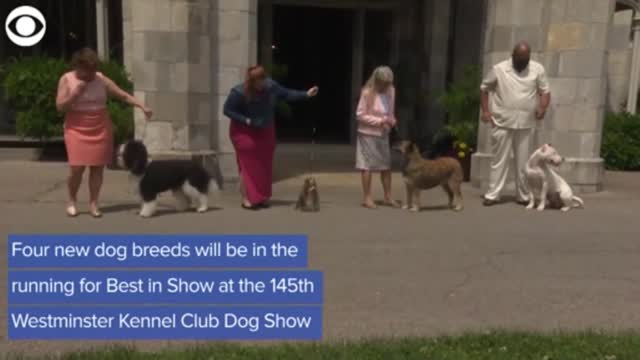 WATCH: 4 New Breeds To Compete In This Year's Westminster Kennel Club Dog Show