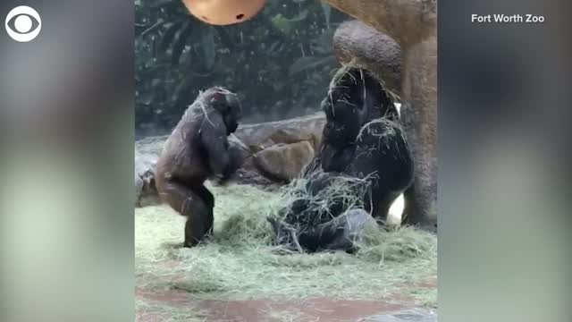 Watch: Young Gorilla Tries To Play With Dad