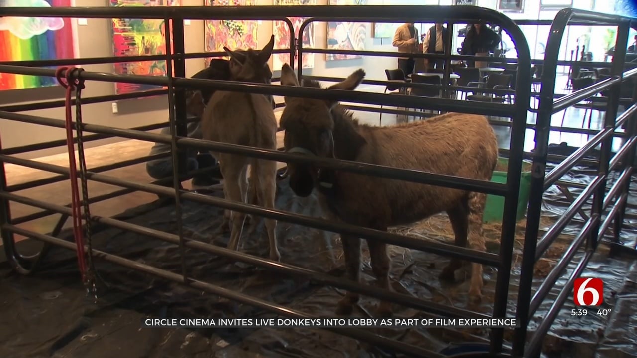 Circle Cinema Invites Live Donkeys Into Lobby As Part Of Film Experience