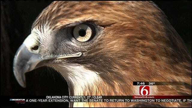 Wild Wednesday: Red Tailed Hawk