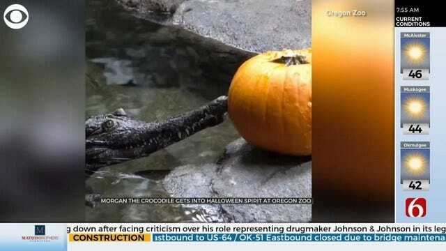 WATCH: Morgan The Crocodile Gets Into The Halloween Spirit