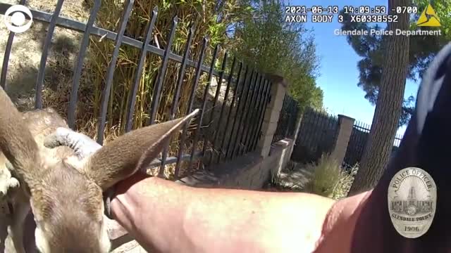 Watch: Officer Helps Free Distressed Fawn From Fence
