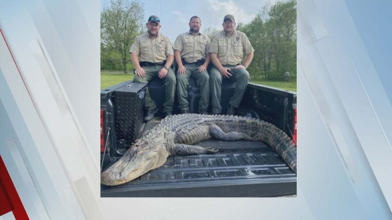 Watch: ODWC Shares Photos Of The Alligator Found In Claremore Lake 