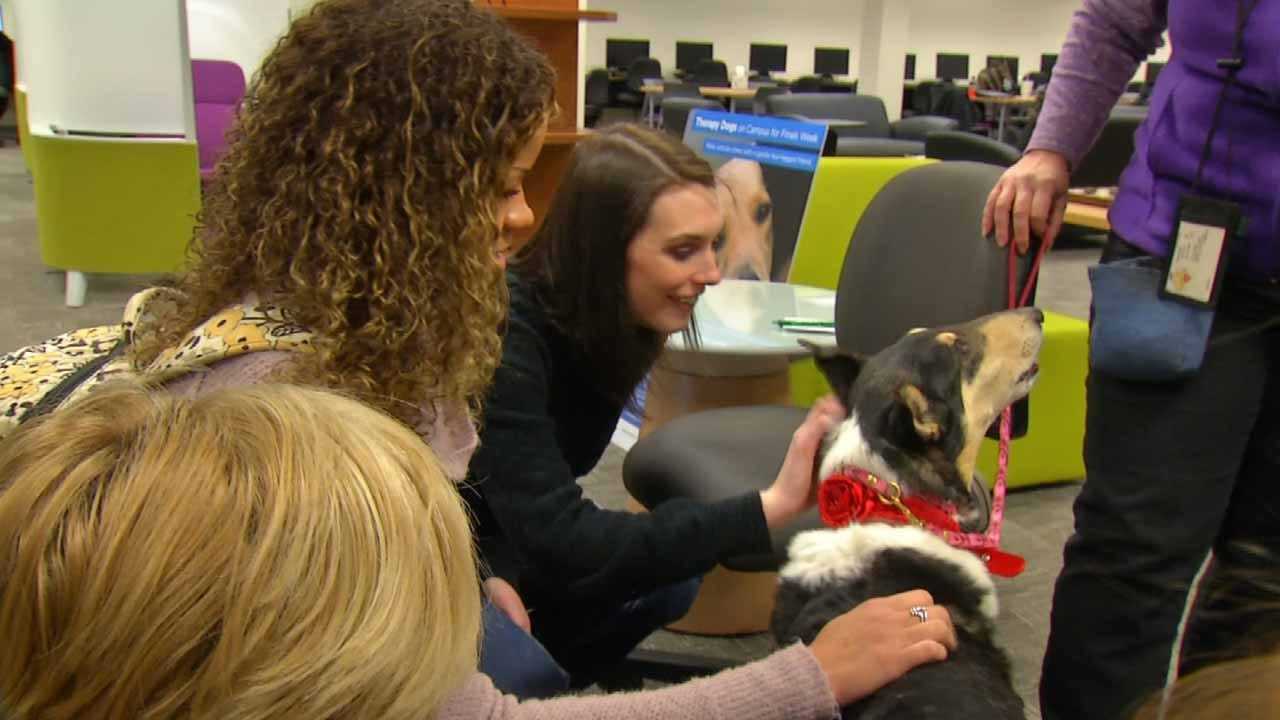 TCC Providing Meditation Rooms, Therapy Dogs For Students During Finals
