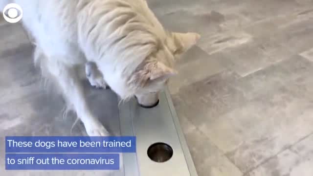 WATCH: Team Of Dogs Sniff Out Coronavirus At Airport